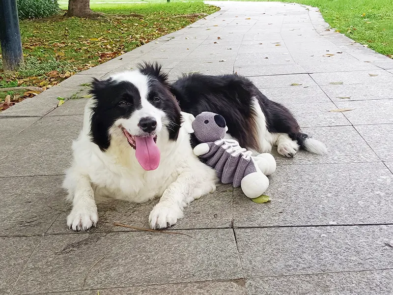 Cén fáth madra grá stuffed ainmhithe?